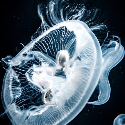 Dancing Jellyfish