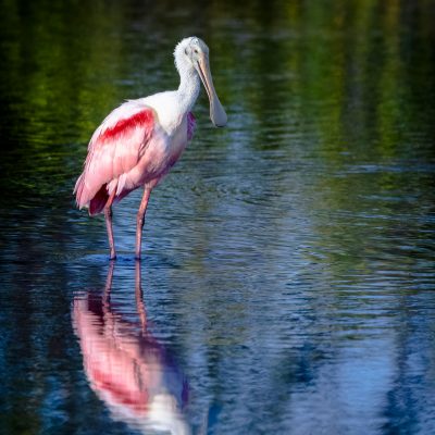Rosy Reflection